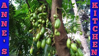 Namma Ooru Pulichikai | Bilimbi | Anne's kitchen