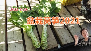 花盆种菜2021----盆栽莴笋（1）