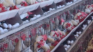 Layer Farming | A Successful Business Model | Fully Explained | Farming Inspirations