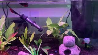 Planted Aquarium Gouramis and Bettas