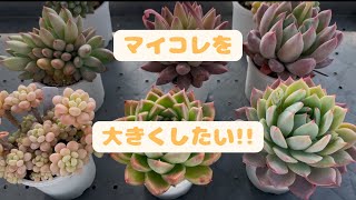 【多肉植物】マイコレを鉢増しします🌱