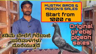 Mustak Pigeons Birds Sales 2025