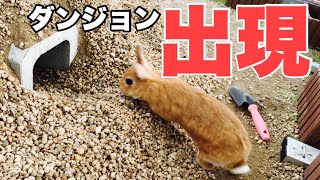 庭にうさぎが遊べるトンネル作りました　#921