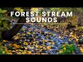 Relaxing Forest Stream Sounds - Peaceful Stream, No Bird Sounds - 8 hours long