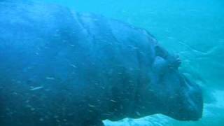 farting hippo