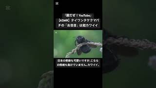 【ASMR】タイワンタケクマバチの「お目目」は超カワイイ #love #mukbang #wasp #vespa #bee #벌크업 #사마귀 #クマバチ #台湾 #日本 #korea #japan