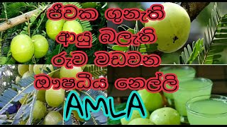 නෙල්ලි   ගැන සියලු  විස්තර #නෙල්ලි#AMLA#srilankaaryurvedikplant