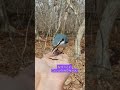 めんこいゴジュウカラちゃん🐦️　 動物 北海道 自然 ゴジュウカラ 野鳥