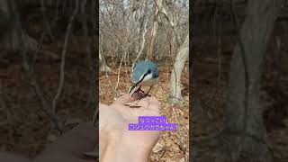 めんこいゴジュウカラちゃん🐦️　 #動物 #北海道 #自然 #ゴジュウカラ #野鳥