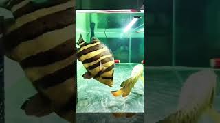 Beauty Of Dance Between Aquarium Beauties | Arowana | Tiger Fish #arowana #tigerfish #arowanafish