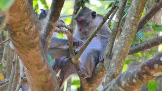 Jane monkey grooming time for Joey monkey without her daughters Jonna \u0026 Jazzy.