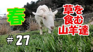 草を食む山羊達　goat who likes people  ＃27　もう春です