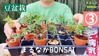 #269  ③豆盆栽　③    @bonsai1007 【超ミニ盆栽】