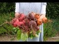 How to grow and harvest beetroot