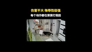 二哈的每一个动作都是对我的极大挑衅 #监控下的一幕 #哈士奇#动物的迷惑行为 #萌宠成精了 #万万没想到