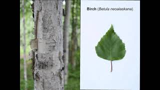 Birch, Aspen, and Poplar in Alaska National Parks.