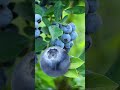 fresh blueberry | #viral #shorts #trending #trend #satisfying #fruits