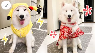 【南瓜PUMPKIN】狗狗時尚秀～PUMPKIN化身神奇寶貝大師！ (薩摩耶Samoyed)