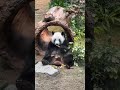 大熊貓 可可（ke ke 性格像小公主 大熊貓 我的大熊貓 熊貓 hkpanda giantpanda anan keke 海洋公園 香港大熊貓 大熊貓可可 panda