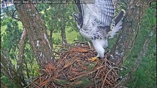 Angel Leucistic Red-Tailed Hawk✨ Deyani Branches. Congratulations!✨2023.06.20