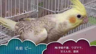 オカメインコの水浴び