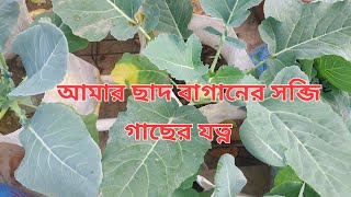 আমার ছাদ বাগানের ফুল কপি ওল্ কপি ও বাঁধা কপি গাছের সম্পূর্ণ যত্ন।