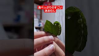 食べっぷりのいいナミアゲハ＃あおむし＃ナミアゲハ＃蝶々＃虫＃大食い