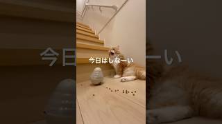 ごはんだいすき猫に知育おもちゃでカリカリをあげてみたのですが、、#shorts #cat #カリカリ #知育玩具 #ねこのいる生活