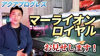 【アロワナ専門店  アクアプログレス】マーライオンロイヤルと極ショートを見に行きました！新入り続々入荷！過背金龍！プラチナ！