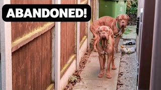 Dogs Rescued After Being Dumped in the Garden of an Abandoned House