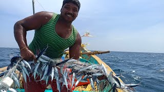 ஒரே நாளில் ஒரு லட்சம் மதிப்புள்ள கோலாமீன்கள் கிடைத்தது/ONEDAY FISHING IN ONELAKE WORTH KOLAFISH