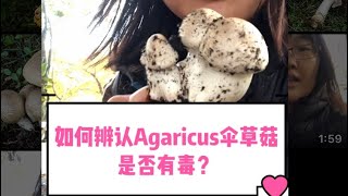 如何辨认agaricus系列的蘑菇是否能吃或有毒。草坪上长的野生蘑菇。加拿大野生菌