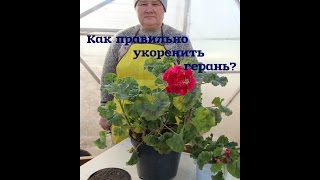 Как правильно укоренить герань.