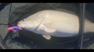 My top 5 Murray Cod lures