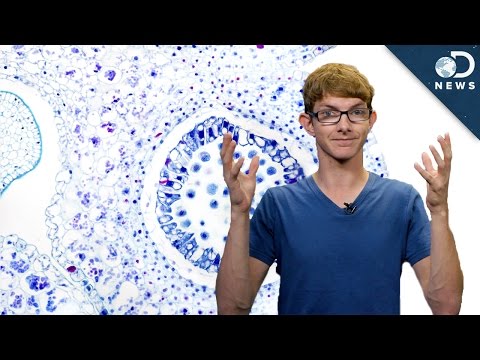 Why does life begin at the cellular level?