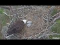 southwest florida eagle cam 25.12.2024 07 50