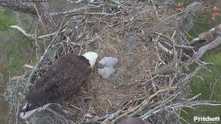 Southwest Florida Eagle Cam 25.12.2024 07:50