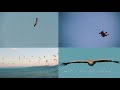 كيف تطير الطيور؟ how birds fly arabic 4k