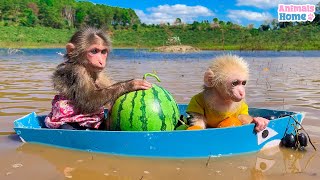 BiBi rowes a boat to pick watermelon for baby monkey Obi