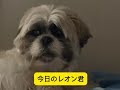 今日のレオン君 シーズー パピー犬 サンタ犬