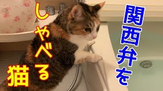 お風呂に入れられる三毛猫のんちゃん　おしゃべりペット