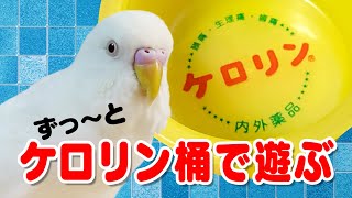 セキセイインコ ぴーすけ ず〜っとケロリン桶で遊ぶ