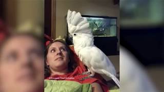 Funny Parrots singing and Dancing