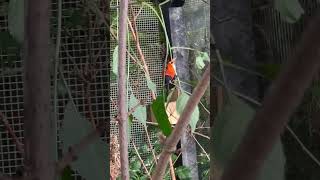 Red Siskin | Aviary Birds