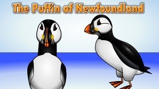 The Puffin Song - Puffin of Newfoundland