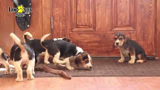 Playful Beagle Puppies