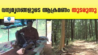 Vithura Village  | തിരുവനന്തപുരം വിതുരയിൽ വന്യമൃഗങ്ങളുടെ ആക്രമണം തുടരുന്നു