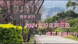 北投復興三路櫻花隧道紀行。2024現況