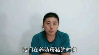 母猪养殖中此问题很常见，只要解决好，小猪满圈跑