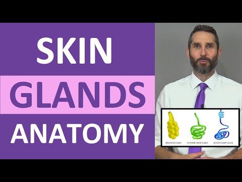 Which gland discharges an oily secretion into hair follicles?